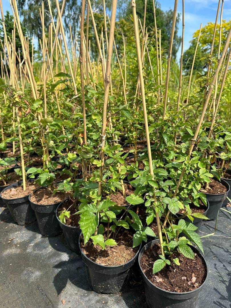 Jeżyna BLACK SATIN  bezkolcowa.jpg