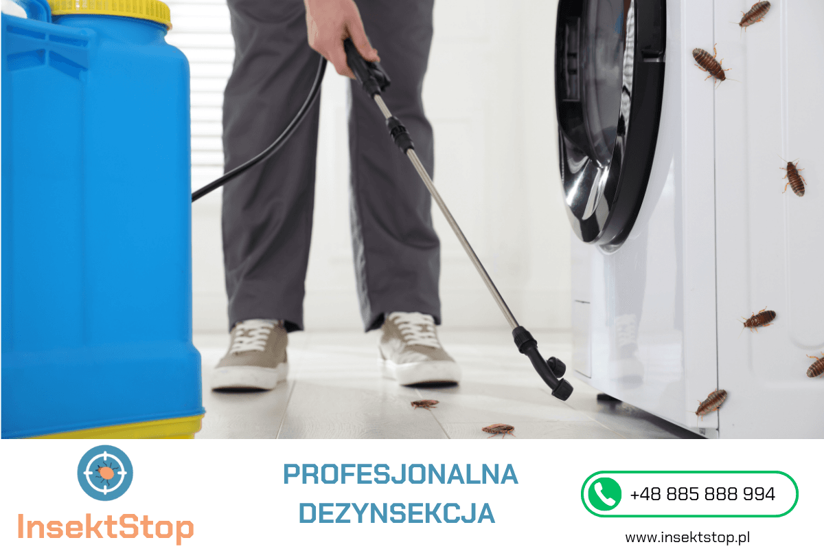 profesjonalna dezynsekcja łódź